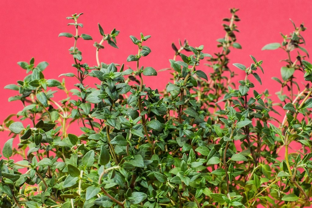 Thyme leaves is a Natural Remedies for Cough