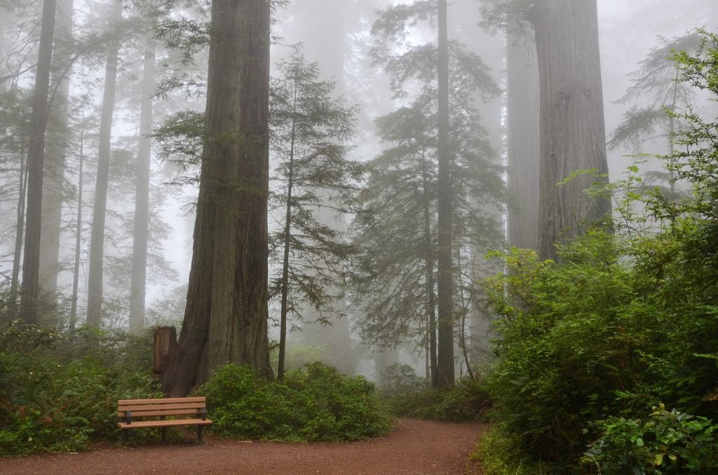 Sequoia National Park - Best Places to visit in the USA
